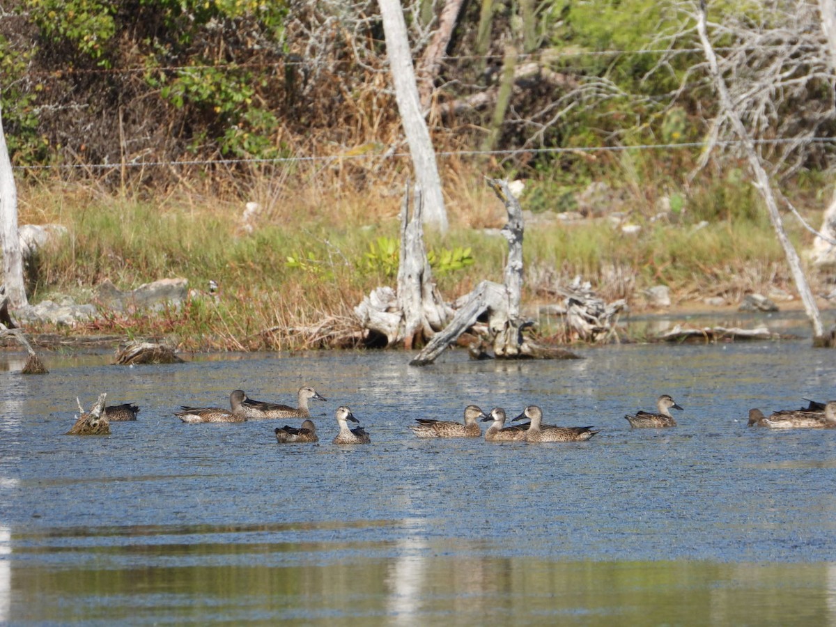 čírka modrokřídlá - ML646605950