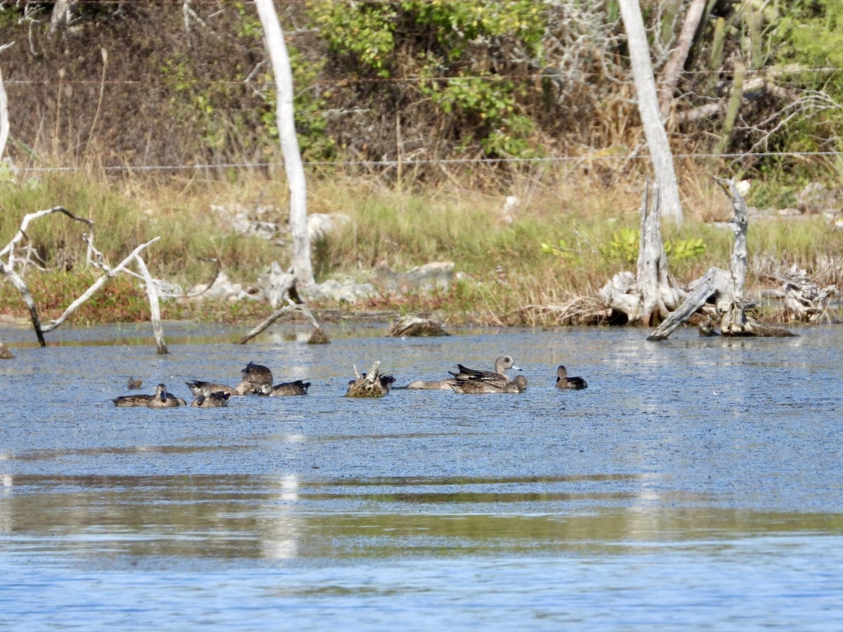 čírka modrokřídlá - ML646605951