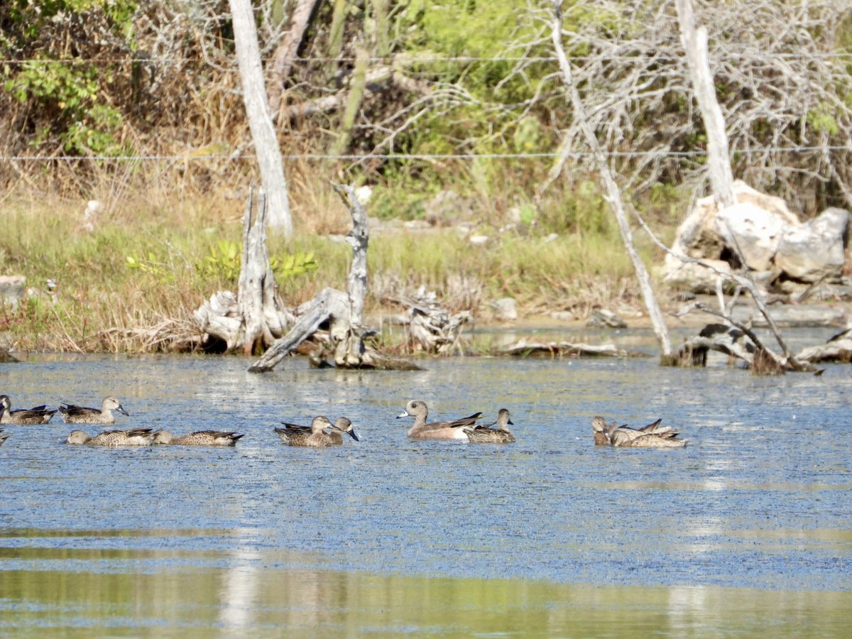 čírka modrokřídlá - ML646605952