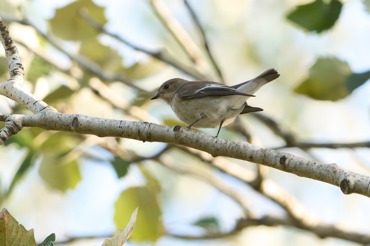 European Pied Flycatcher - ML646605953