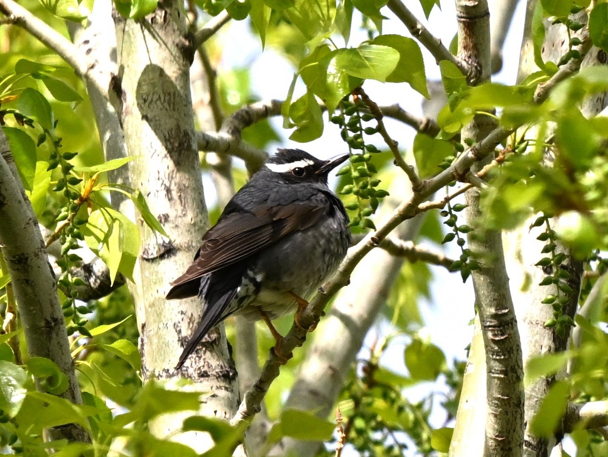 Siberian Thrush - ML646605954