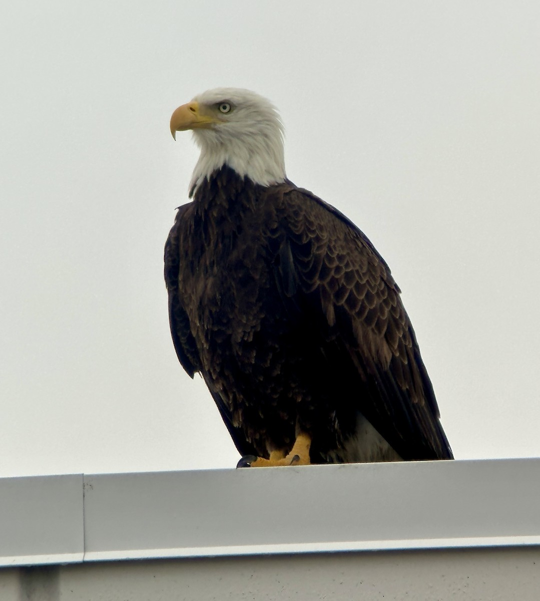 Pigargo Americano - ML646605959