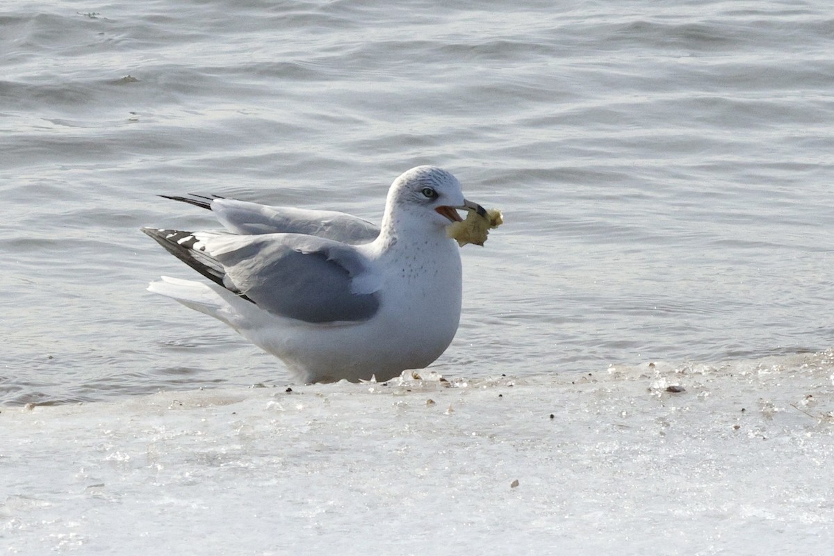 Ring-billed Gull - ML646605999
