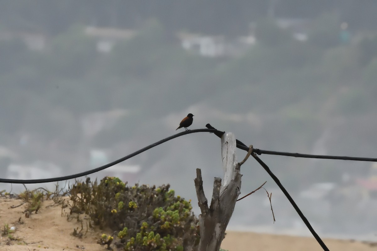 Austral Negrito - ML646606006