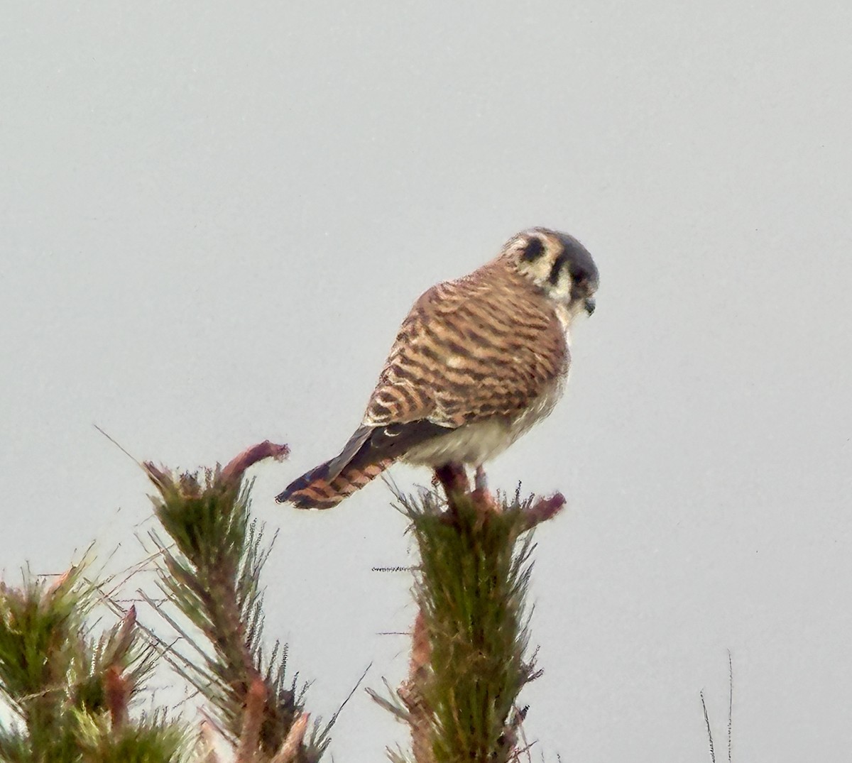 Cernícalo Americano - ML646606007