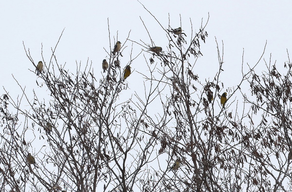 Evening Grosbeak - ML646606009