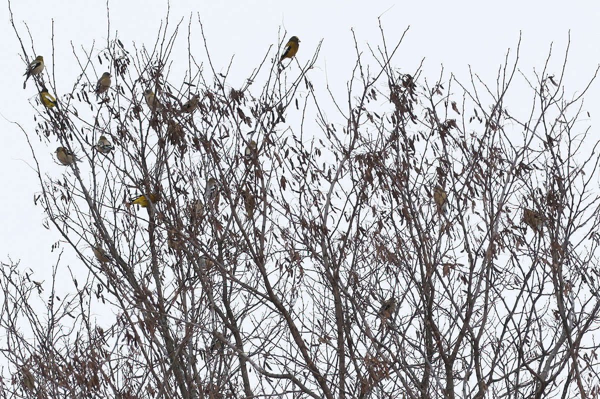 Evening Grosbeak - ML646606010