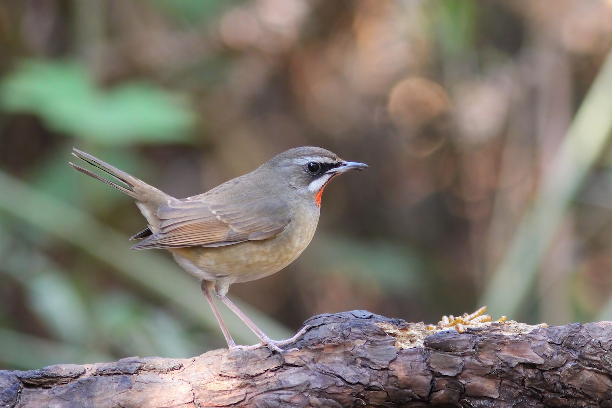 Siberian Rubythroat - ML646606012