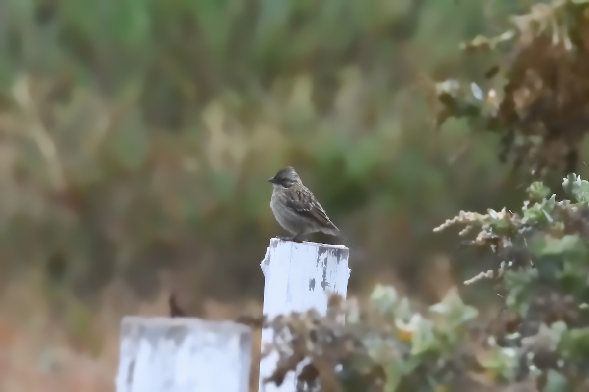 Morgenammer - ML646606013