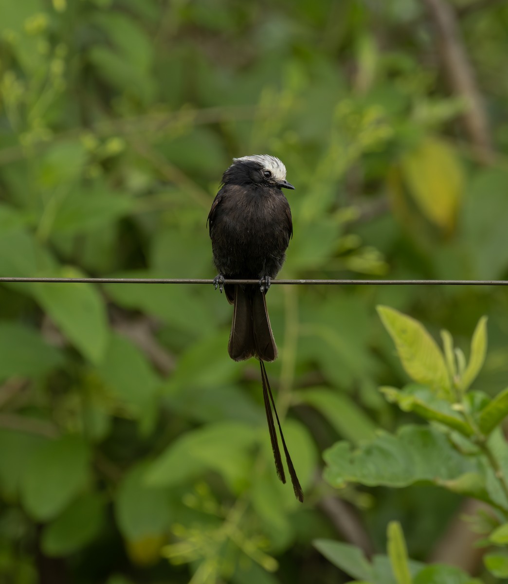 Uzun Kuyruklu Kara Tiran - ML646606014