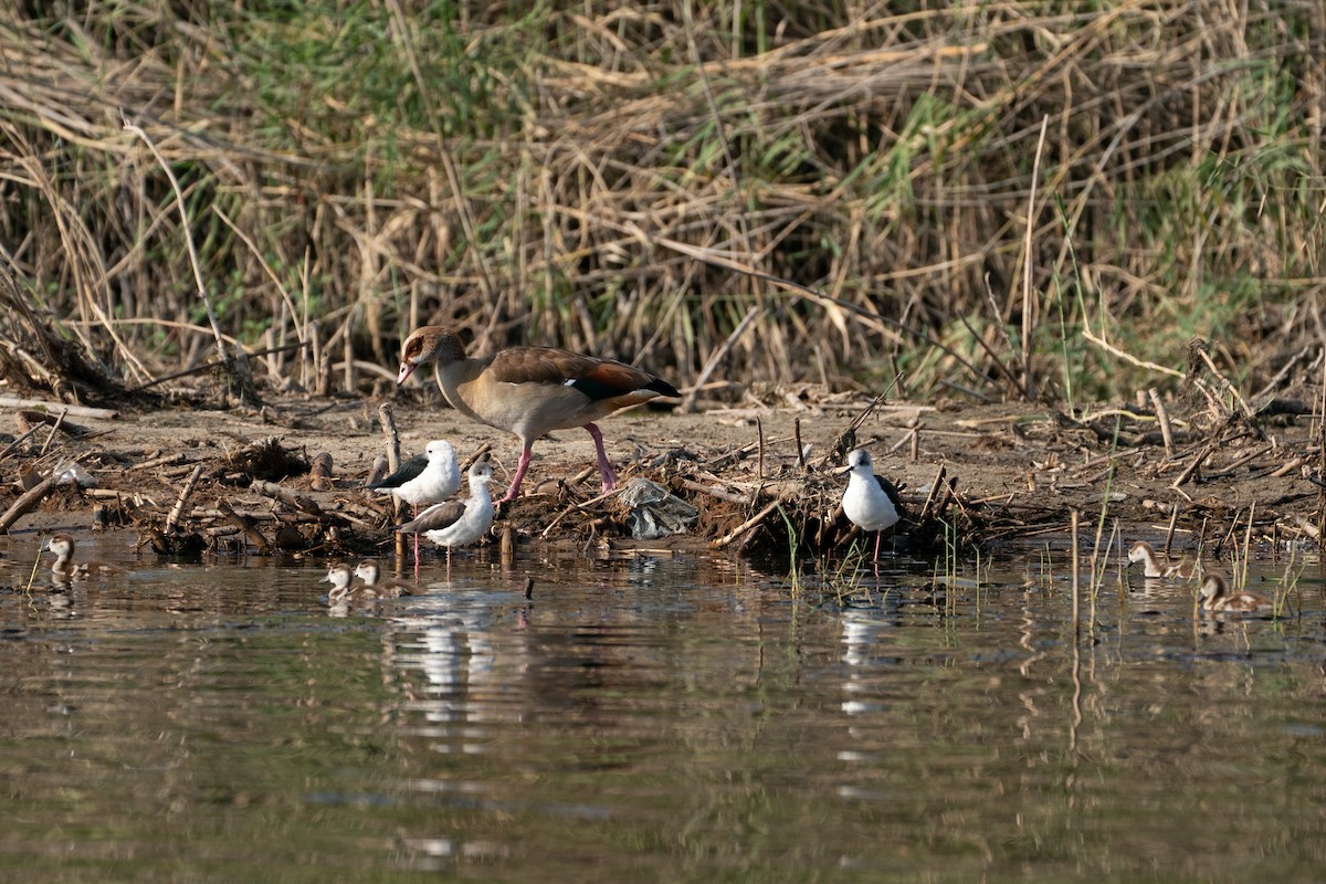 Black-winged Stilt - ML646606015