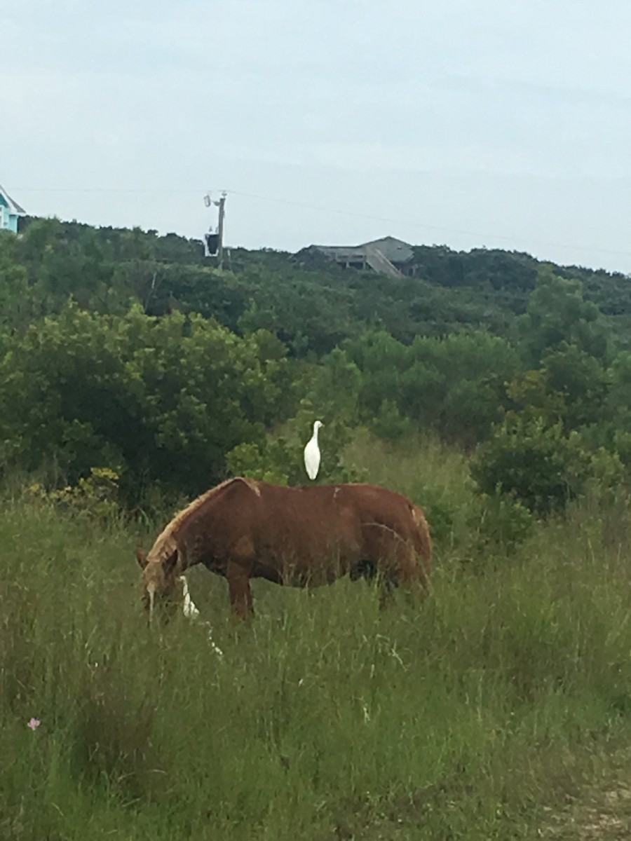 Western Cattle-Egret - ML646606016