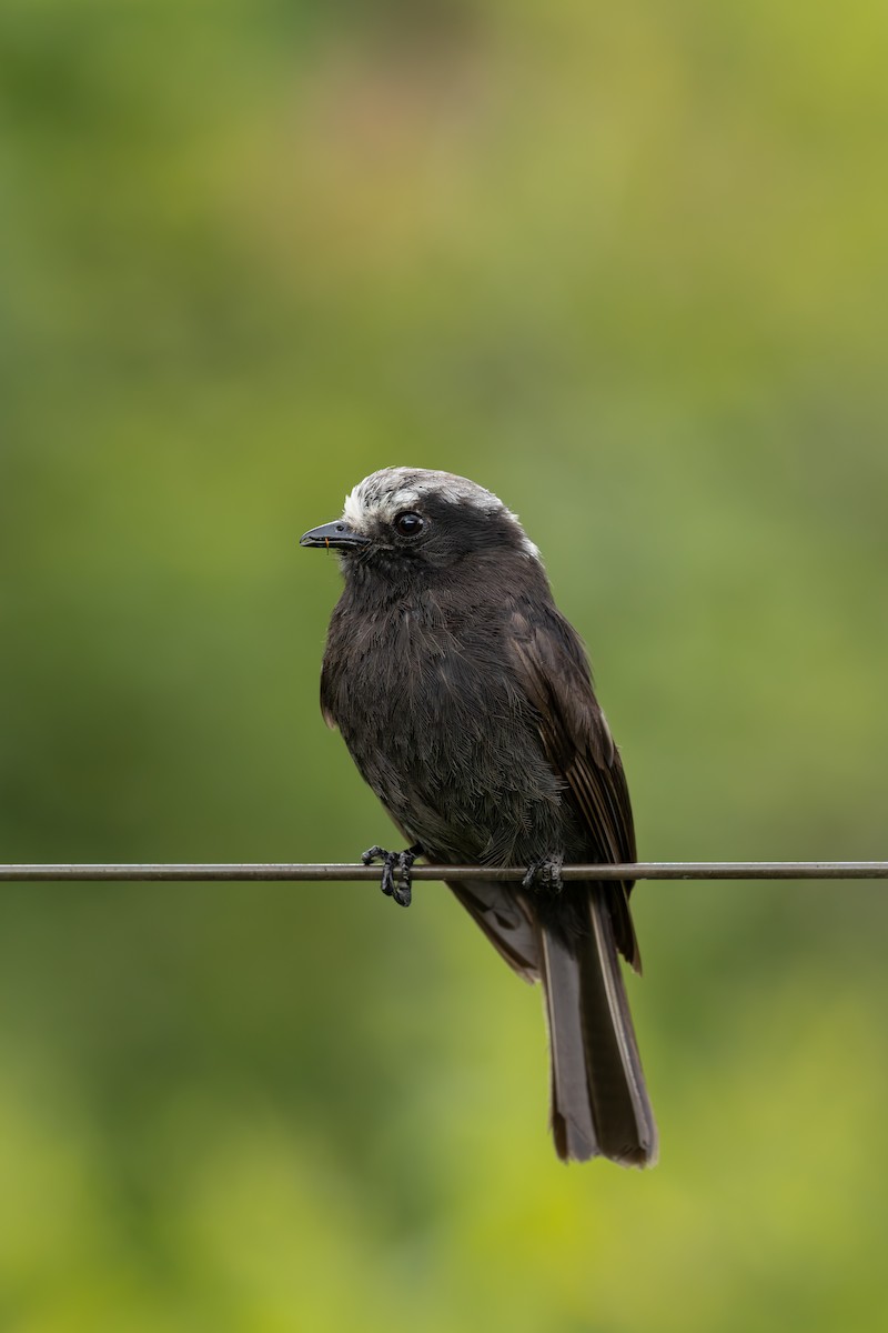 Uzun Kuyruklu Kara Tiran - ML646606017