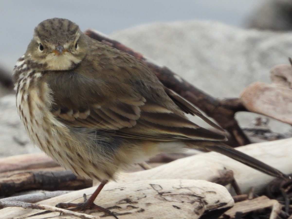 Spioncello del Pacifico - ML646606019