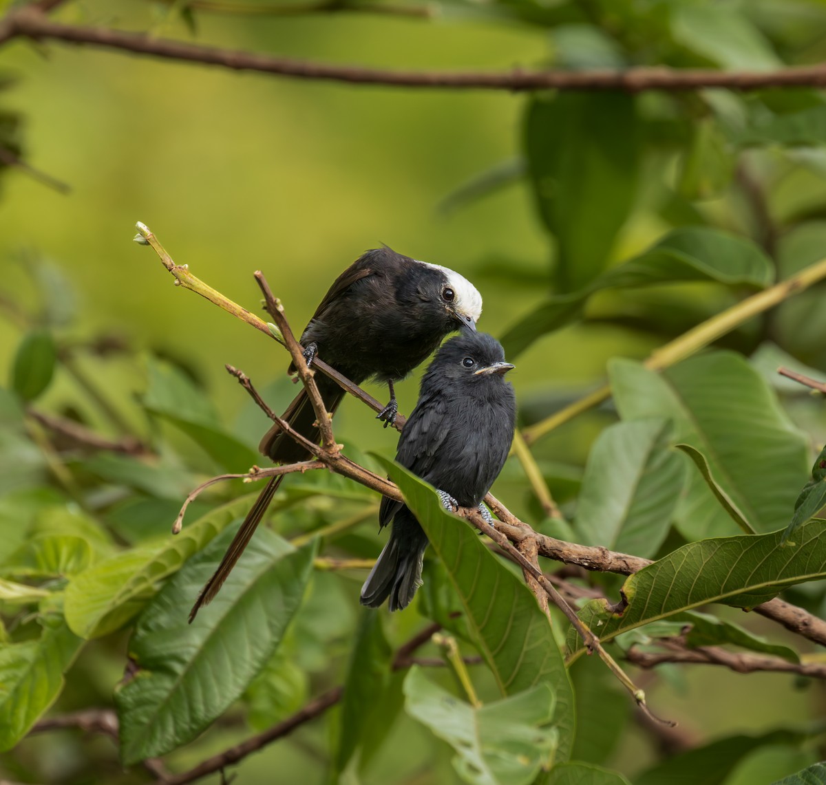 Uzun Kuyruklu Kara Tiran - ML646606020