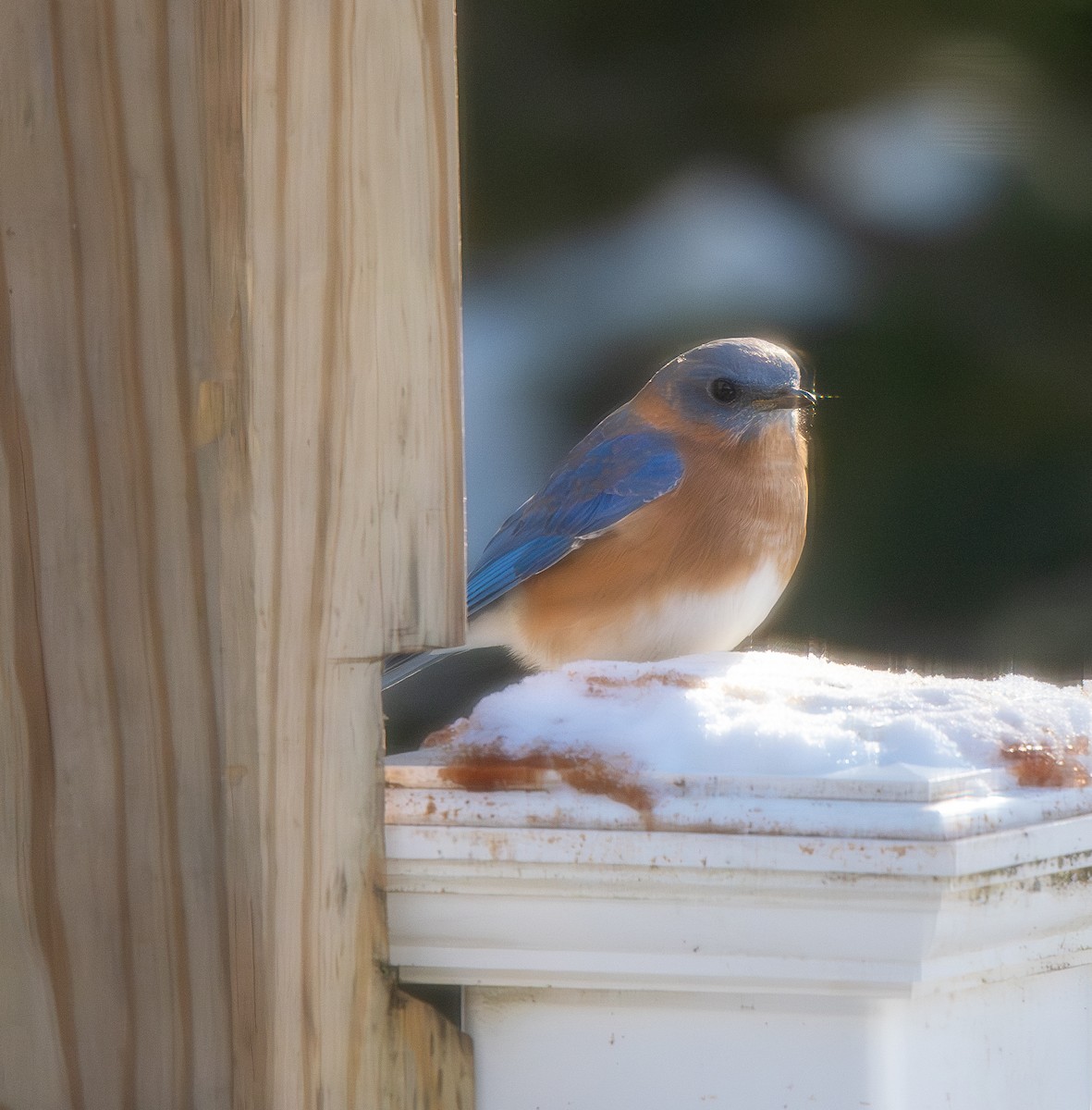 Eastern Bluebird - ML646606022