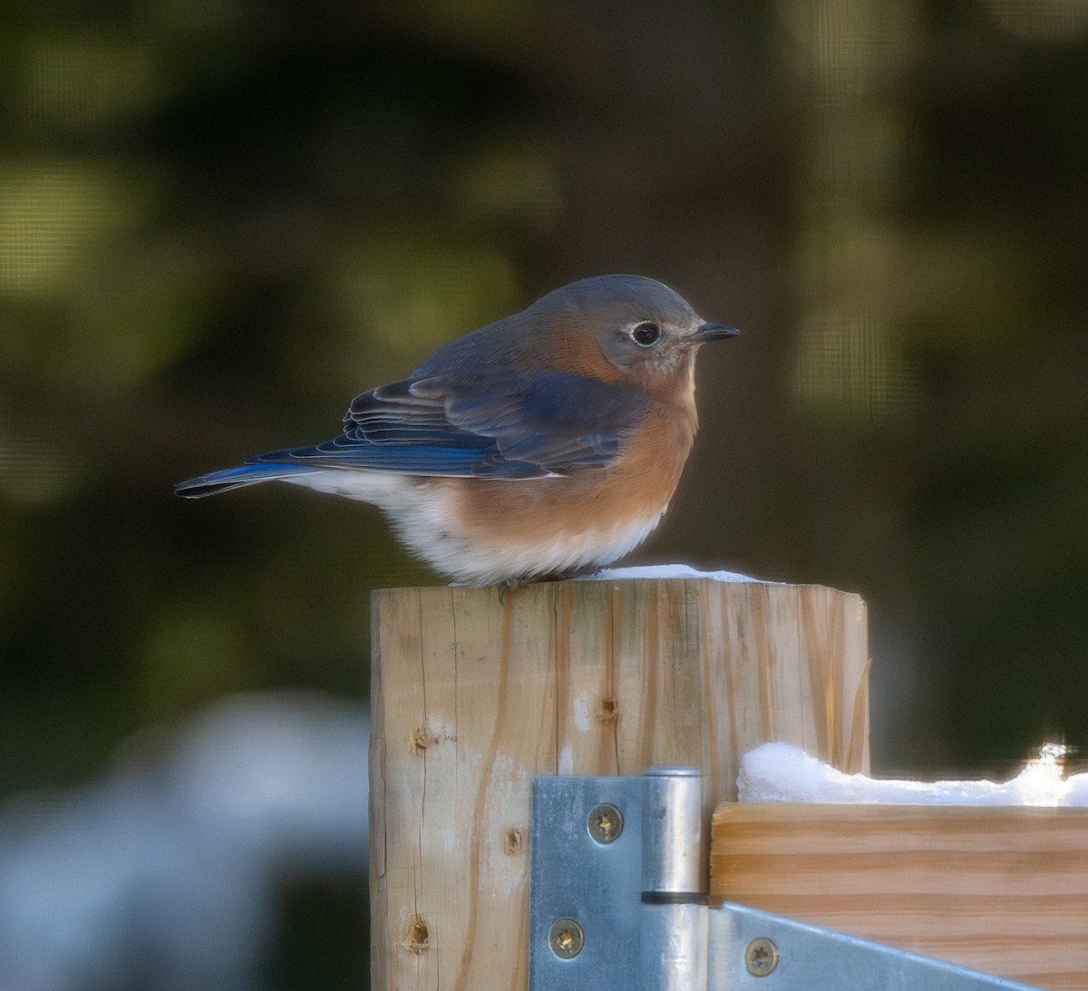Eastern Bluebird - ML646606023