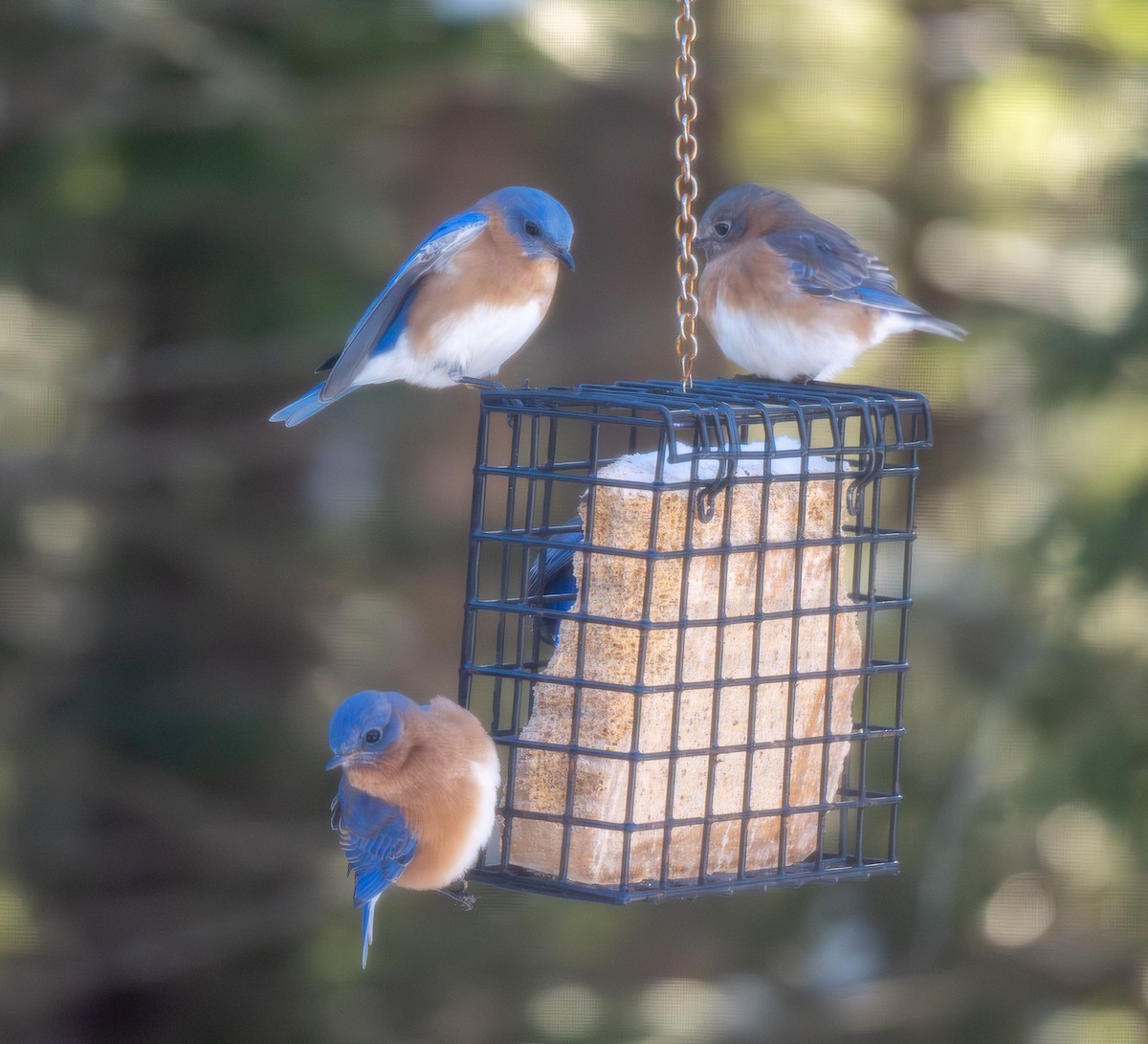 Eastern Bluebird - ML646606024