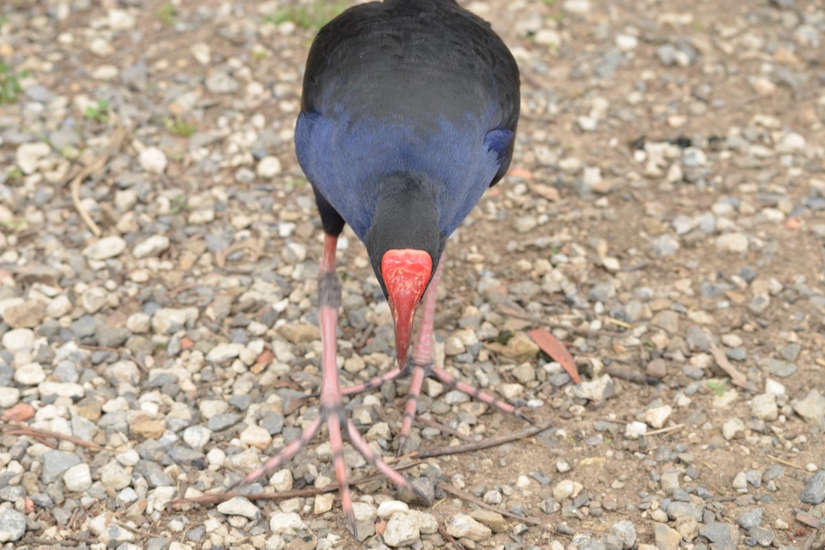 Australasian Swamphen - ML646606025