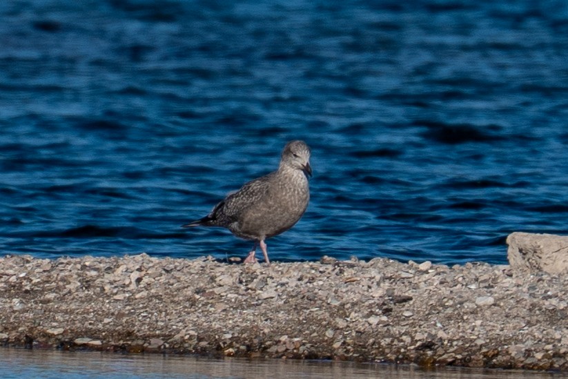 American Herring Gull - ML646606027