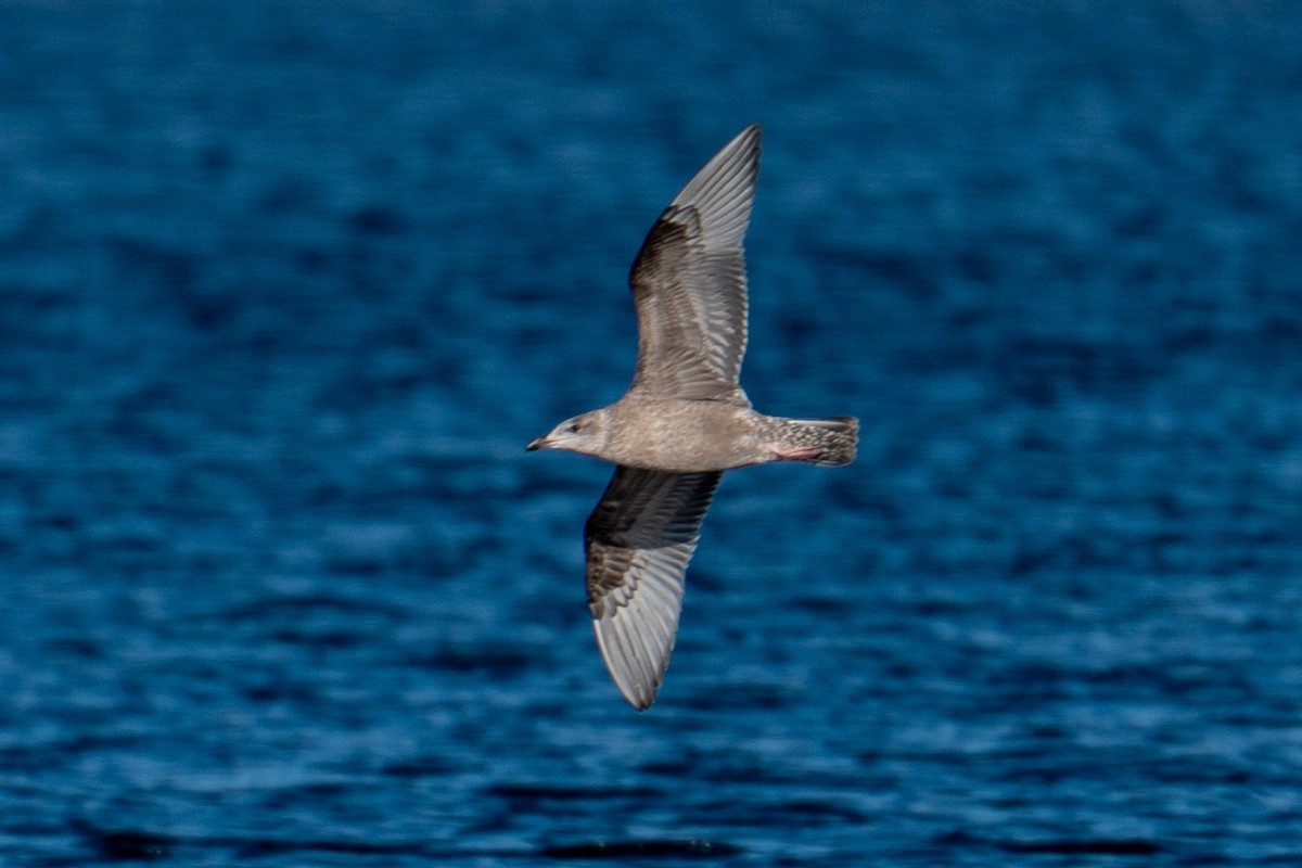 American Herring Gull - ML646606028