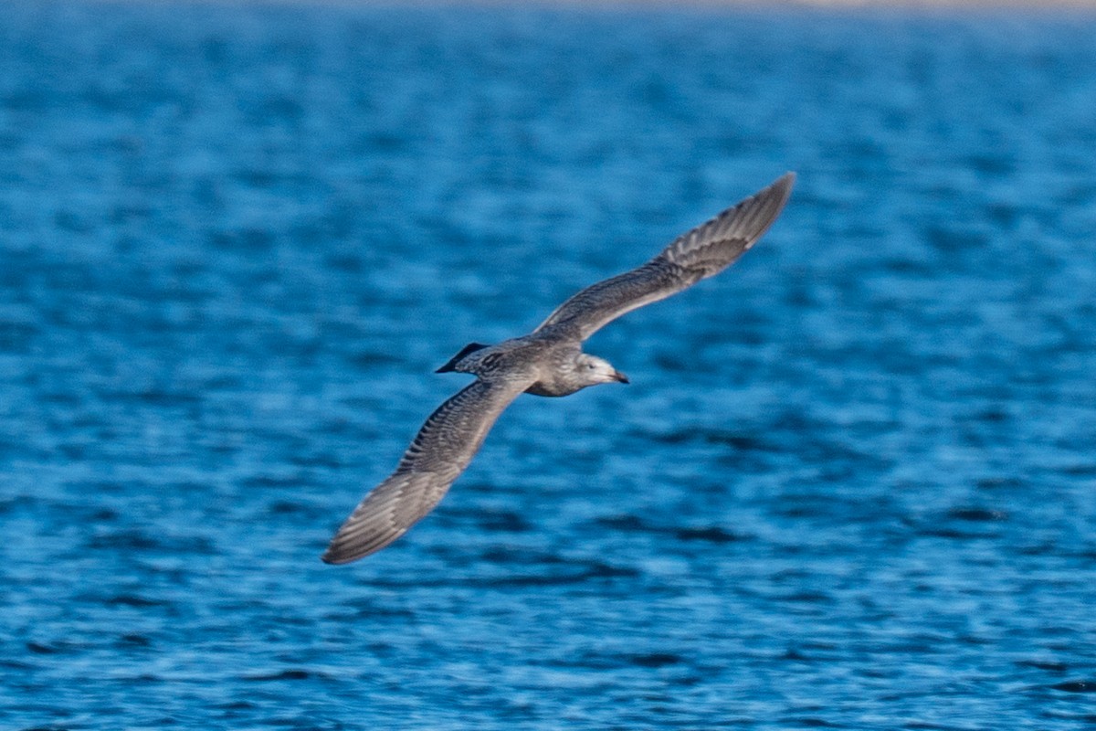 American Herring Gull - ML646606029