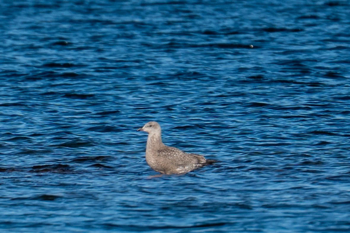 American Herring Gull - ML646606030