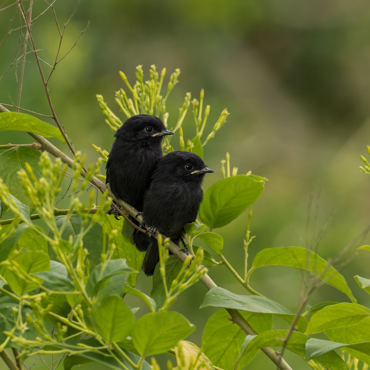 Uzun Kuyruklu Kara Tiran - ML646606031