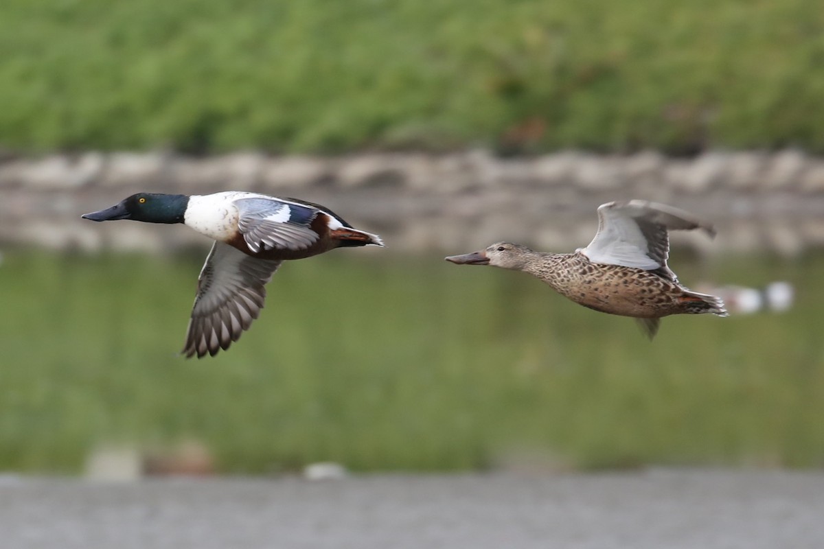 琵嘴鴨 - ML646606032