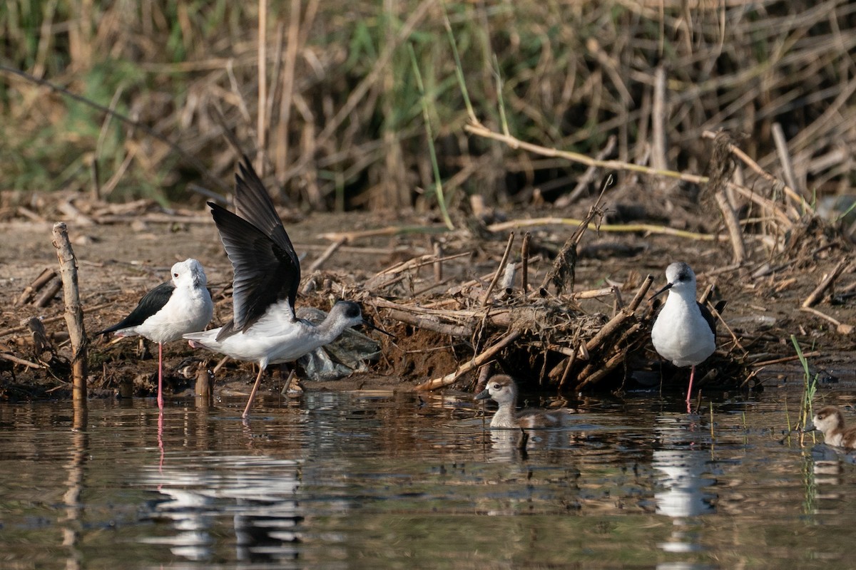 Black-winged Stilt - ML646606033