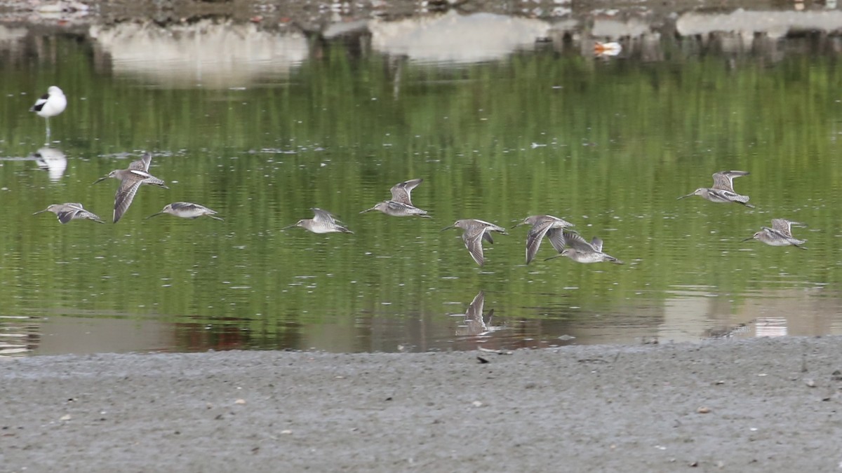 黑腹濱鷸 - ML646606034