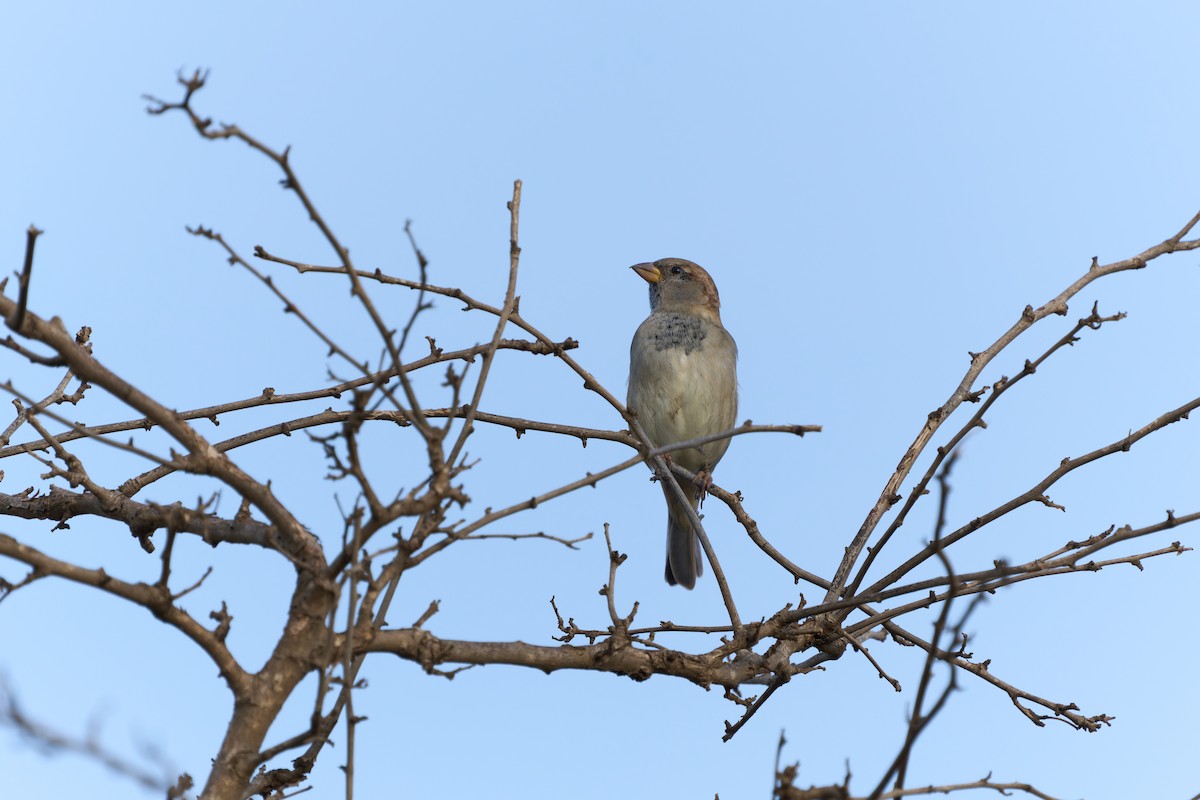 House Sparrow - ML646606035