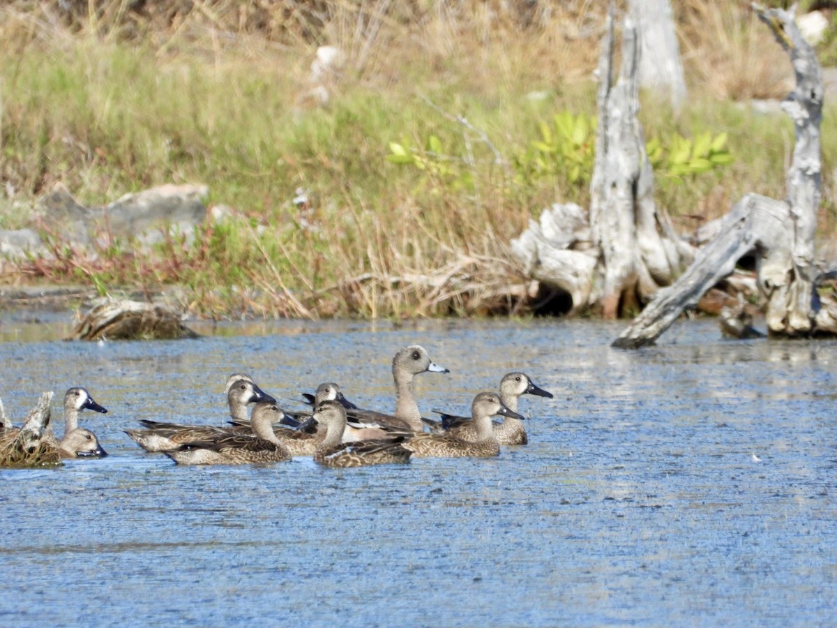 hvízdák americký - ML646606036