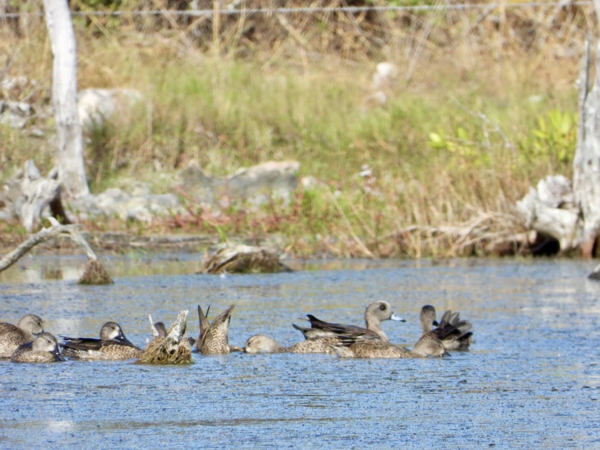 hvízdák americký - ML646606037