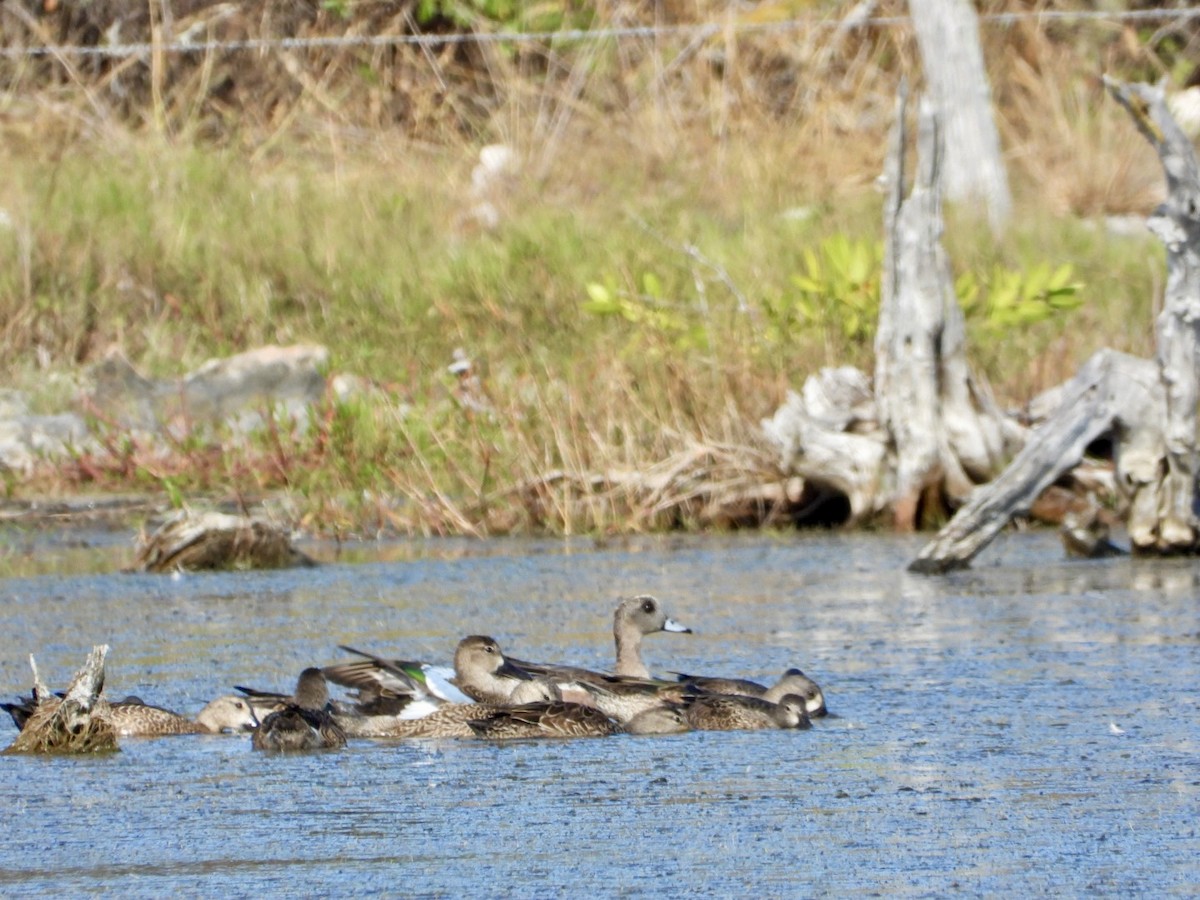 hvízdák americký - ML646606038