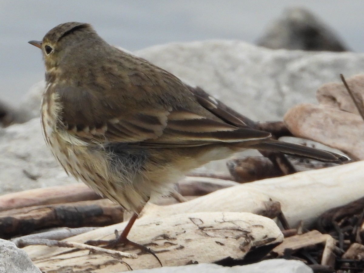 Spioncello del Pacifico - ML646606040