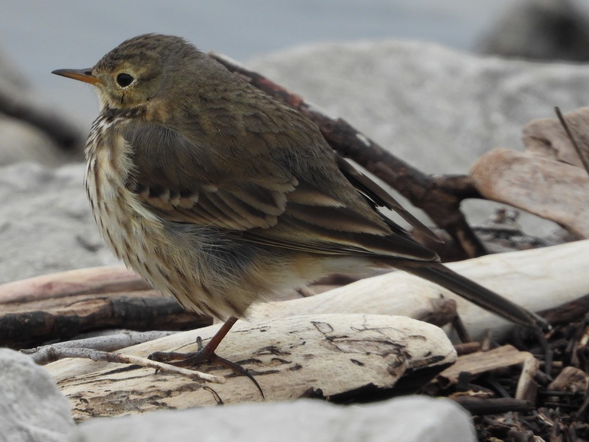 Spioncello del Pacifico - ML646606041