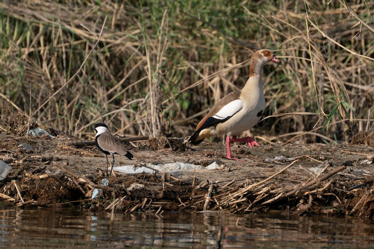 Egyptian Goose - ML646606042