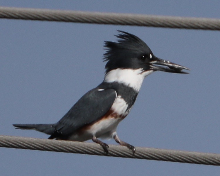 Belted Kingfisher - ML646606043