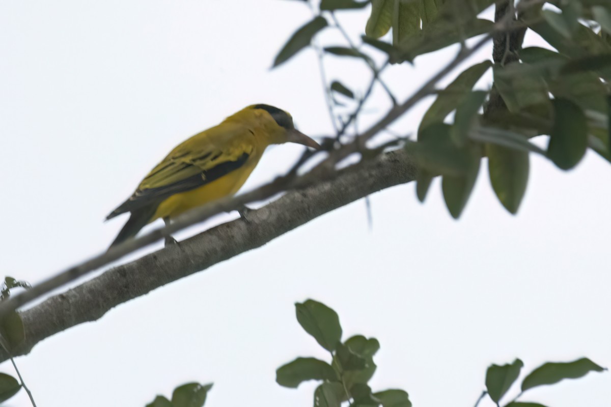 Goldpirol - ML646606044