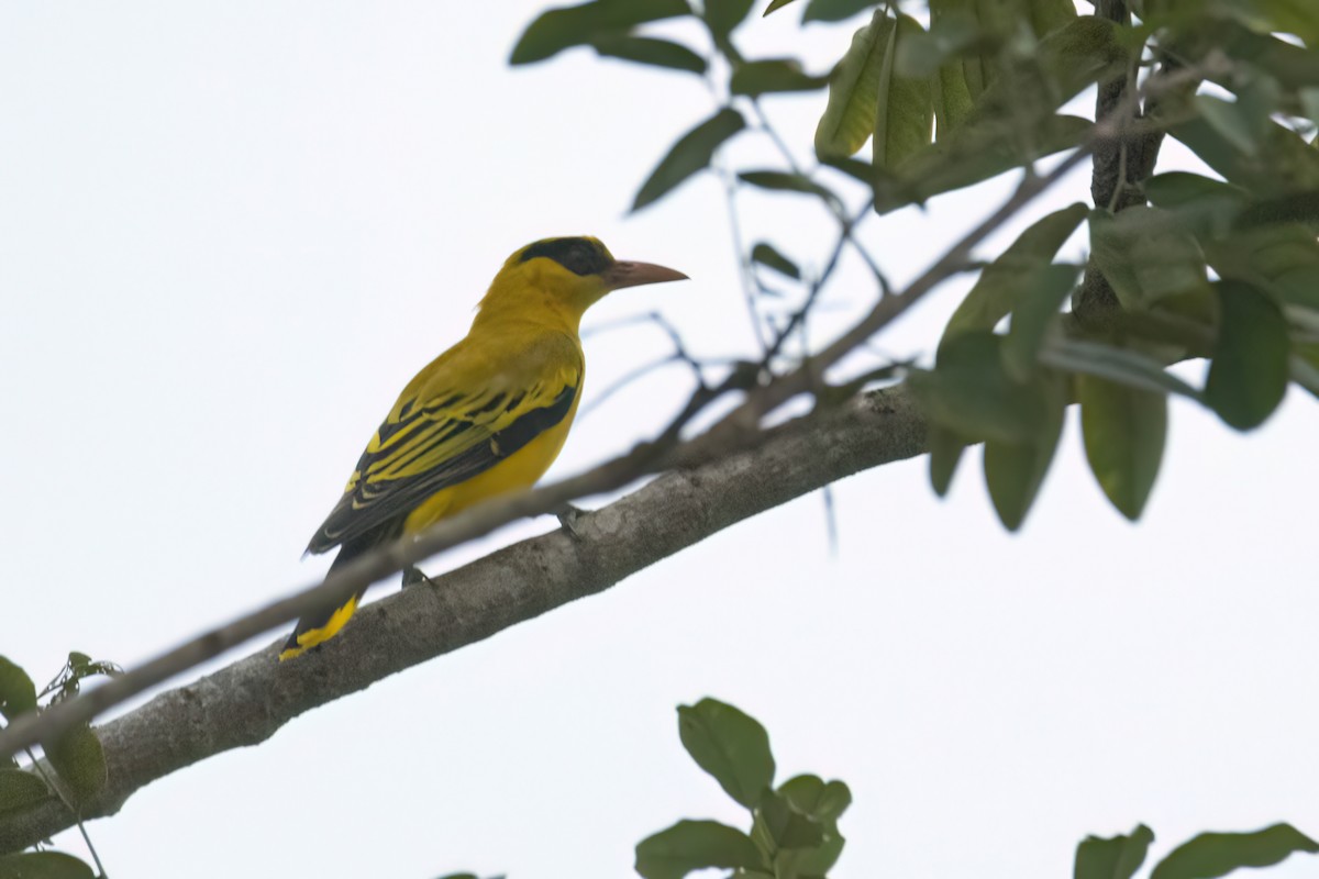 Goldpirol - ML646606045