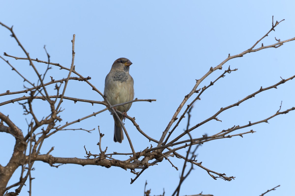 House Sparrow - ML646606046