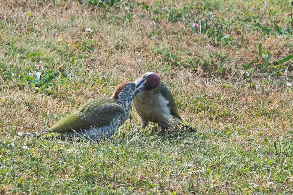 נקר ירוק - ML646606049