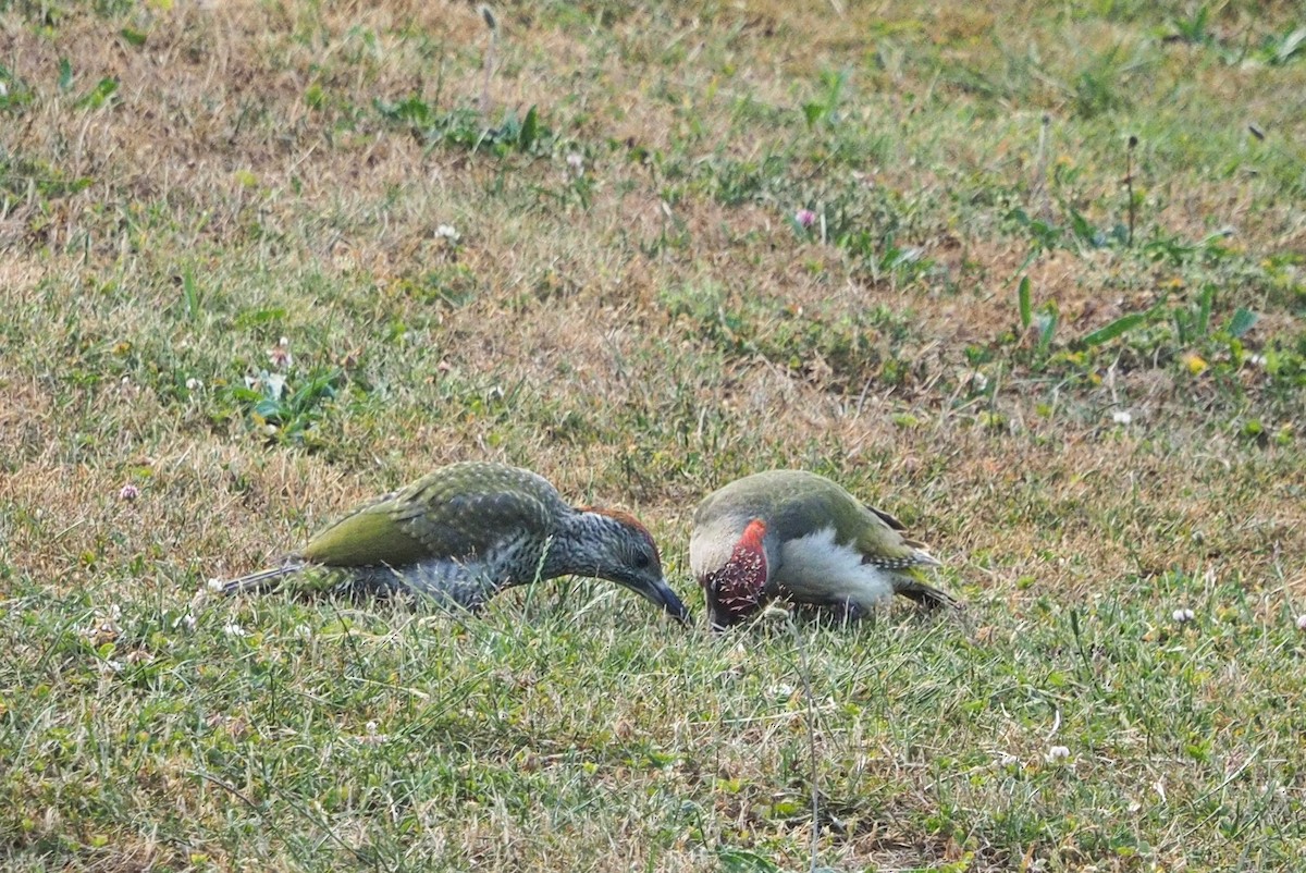 נקר ירוק - ML646606050