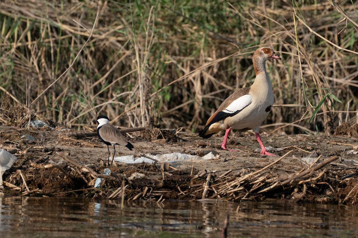Vanneau à éperons - ML646606051