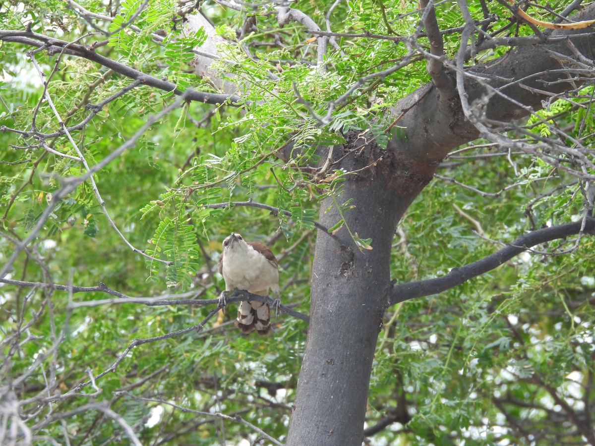 Bicolored Wren - ML646606054
