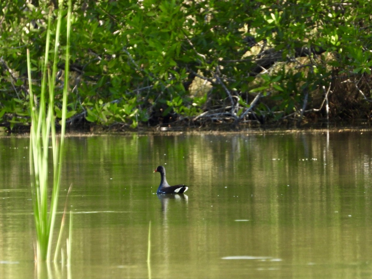 slípka americká - ML646606058