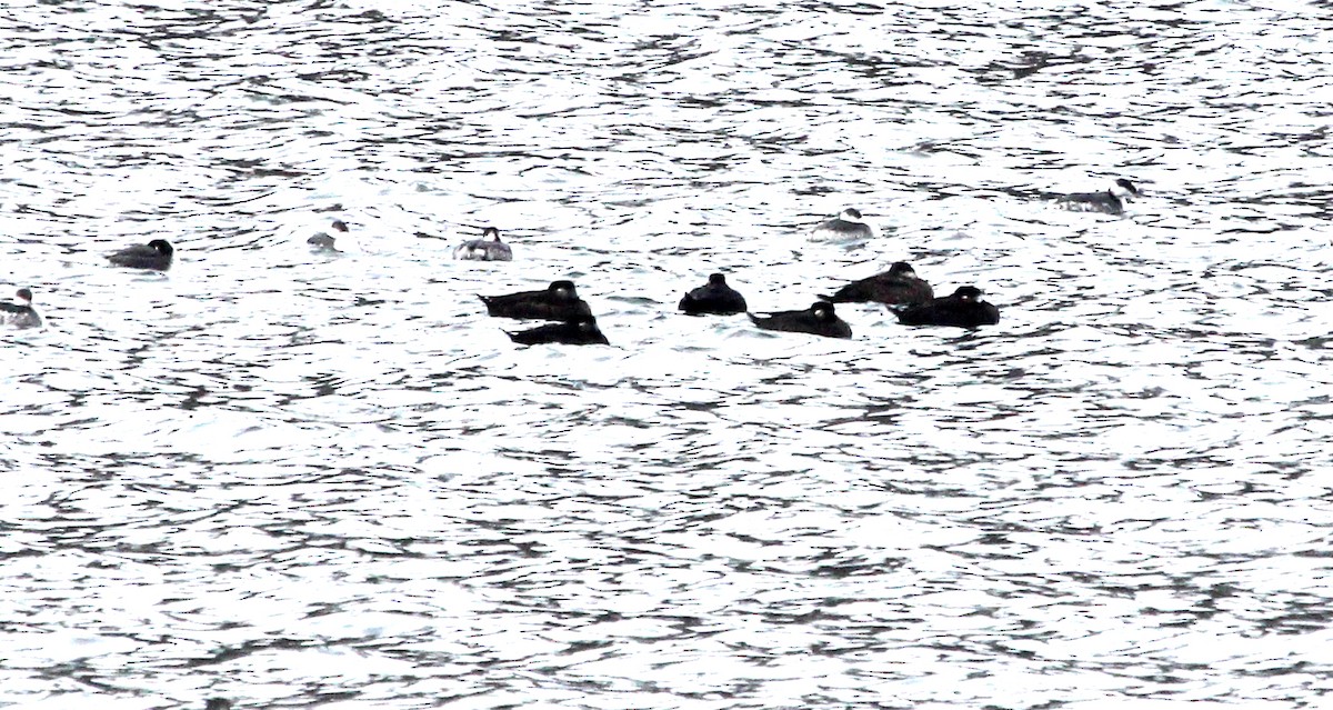 Surf Scoter - ML646606059