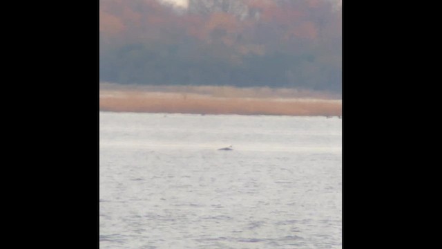 Bald Eagle - ML646606061