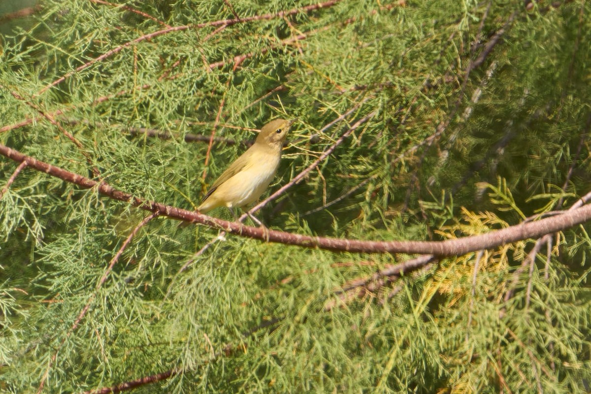 Willow Warbler - ML646606064